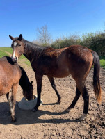 Vente de cheval : PLUTON
